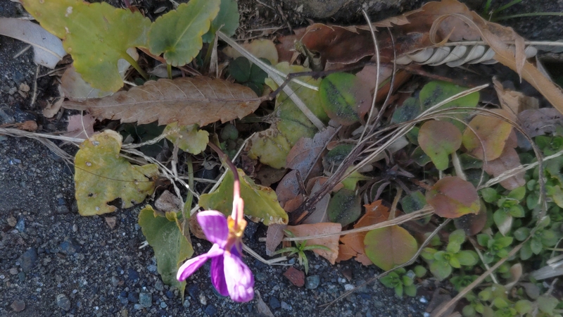 ニオイスミレの花 横浜市旭区今宿南町