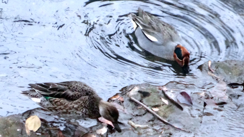 コガモ 横浜市旭区鶴ヶ峰本町