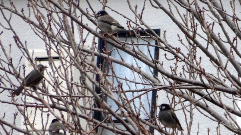 ムクドリとヒヨドリ 横浜市旭区鶴ヶ峰本町
