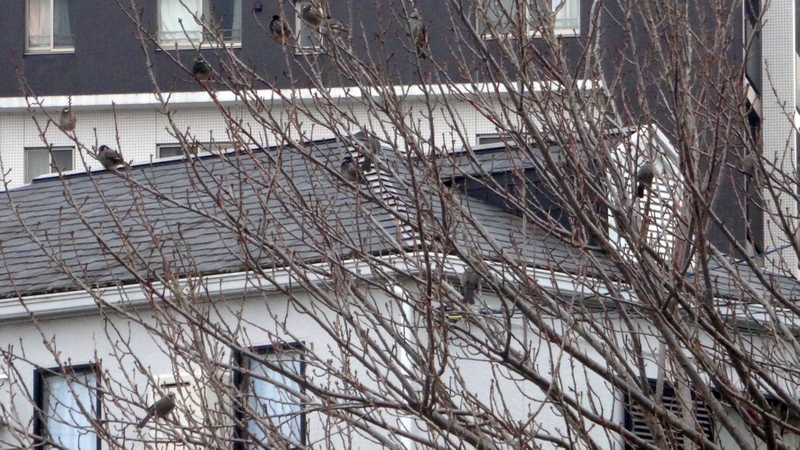 ムクドリとヒヨドリ 横浜市旭区鶴ヶ峰本町
