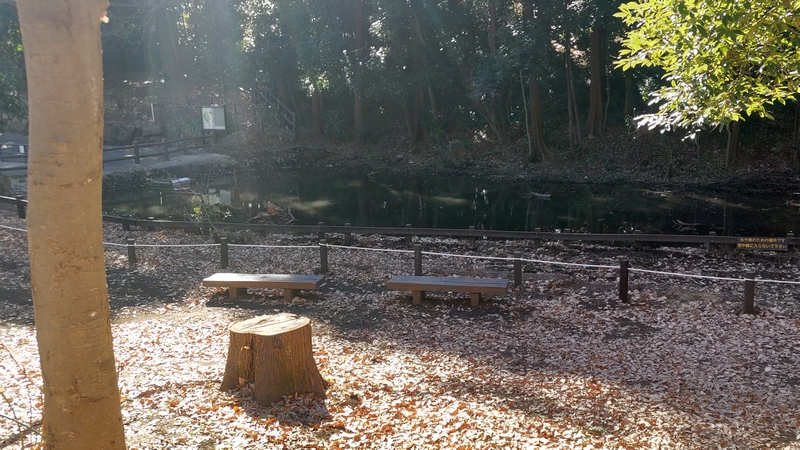 湧水池 横浜市旭区希望が丘水の森公園