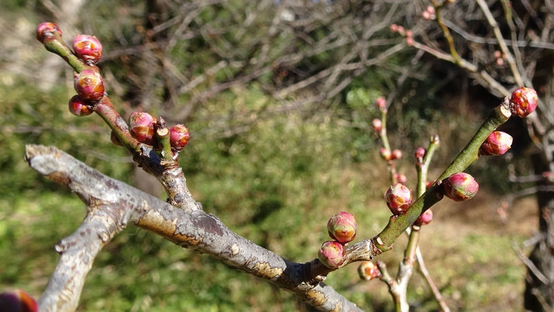 ウメの蕾 横浜市瀬谷区長屋門公園