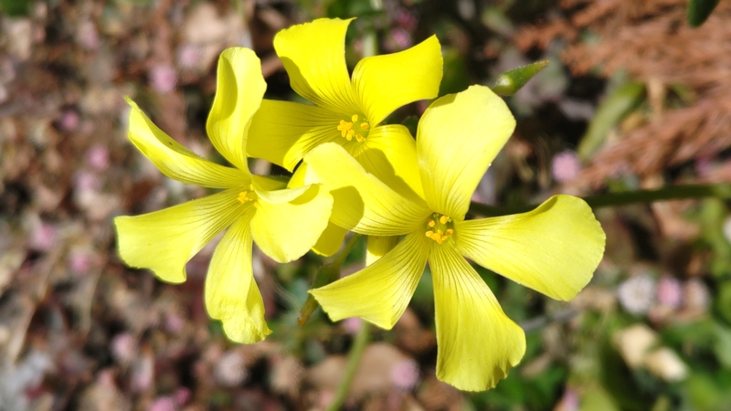 オオキバナカタバミの花 横浜市瀬谷区長屋門公園