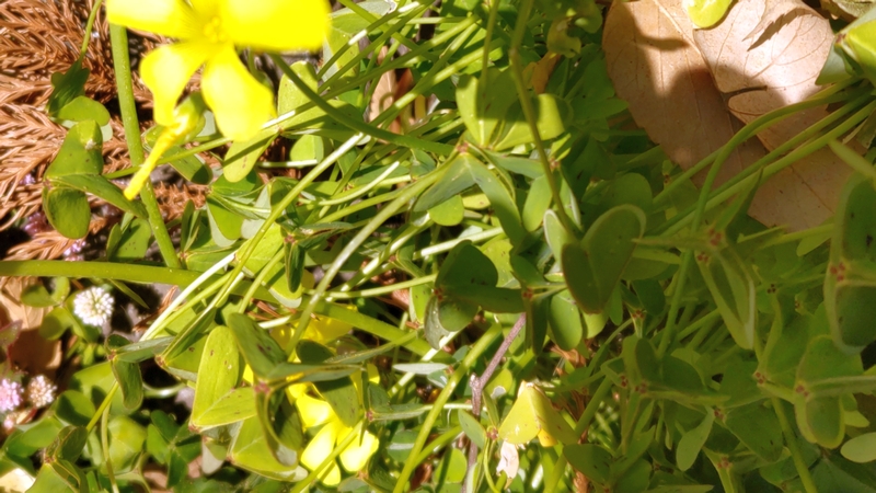 オオキバナカタバミの花 横浜市瀬谷区長屋門公園