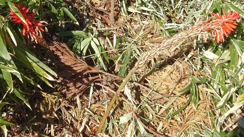 キダチアロエの花 横浜市瀬谷区長屋門公園