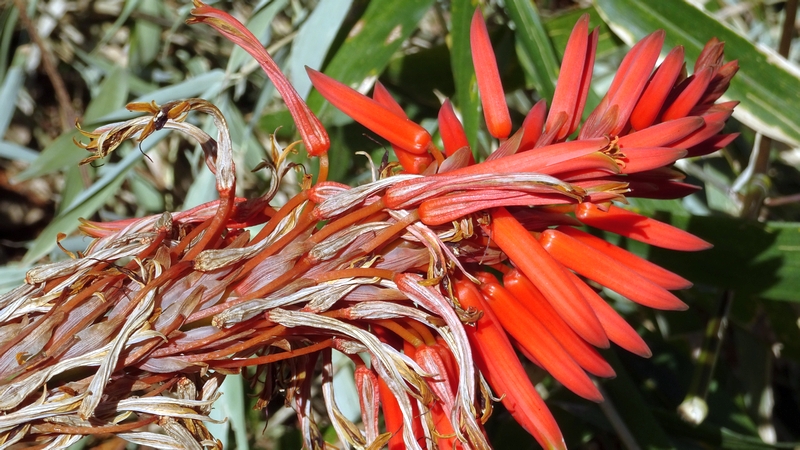 キダチアロエの花 横浜市瀬谷区長屋門公園