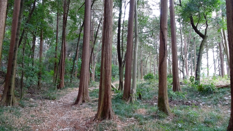 矢指市民の森 横浜市旭区矢指町矢指市民の森