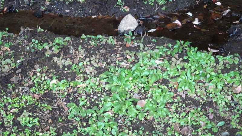 オランダガラシ 横浜市旭区矢指町追分市民の森