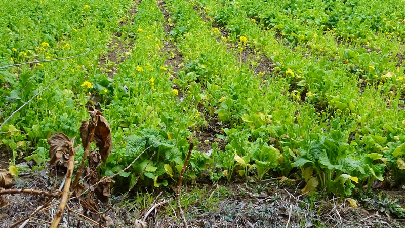 アブラナの花 横浜市旭区矢指町追分市民の森