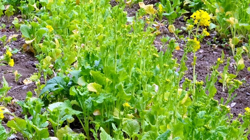 アブラナの花 横浜市旭区矢指町追分市民の森