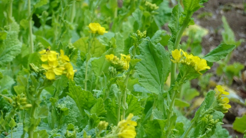 アブラナの花 横浜市旭区矢指町追分市民の森
