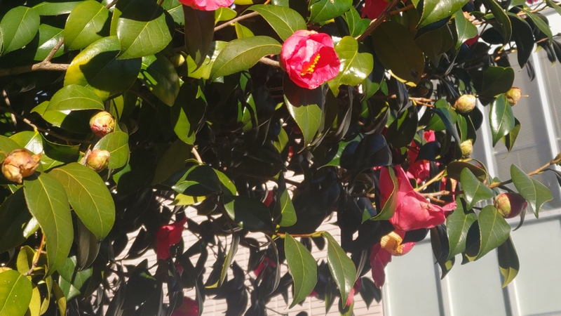 ツバキの花 川崎市幸区さいわいふるさと公園