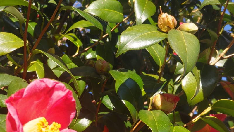 ツバキの花 川崎市幸区さいわいふるさと公園
