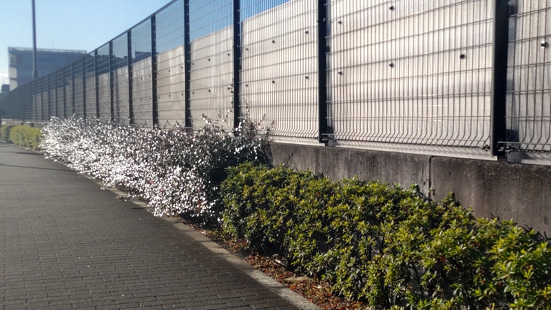 アベリア 川崎市幸区