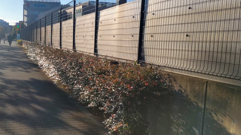 アベリア 川崎市幸区