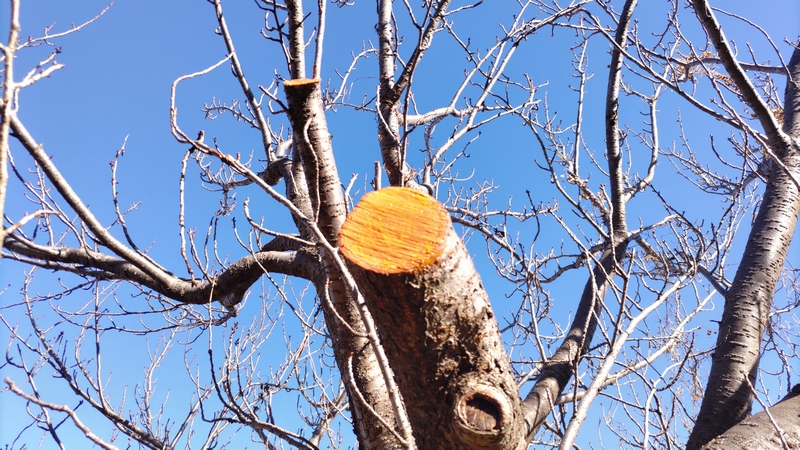 カンザンの剪定 横浜市旭区今宿南町