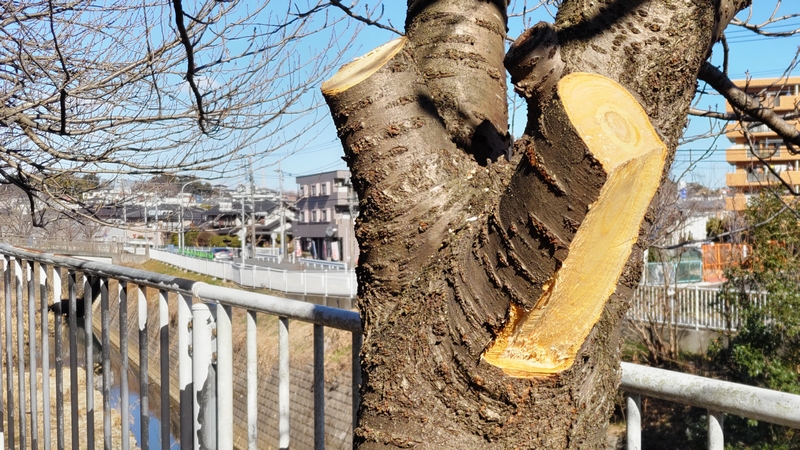 カンザンの剪定 横浜市旭区今宿南町