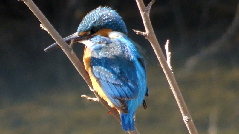 カワセミ 横浜市旭区今宿南町