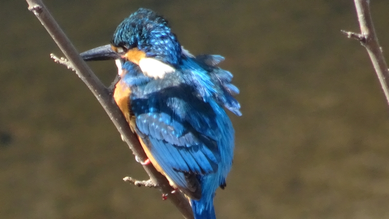 カワセミ 横浜市旭区今宿南町