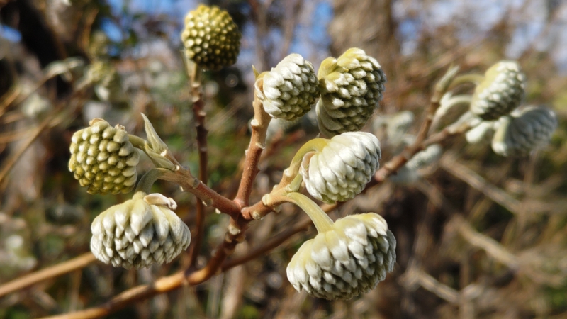 ミツマタの蕾 横浜市旭区都岡町