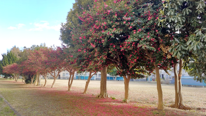 サザンカの花 横浜市旭区今宿南町