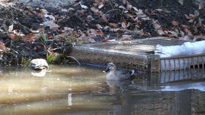湧水池のカルガモ 横浜市旭区希望が丘水の森公園