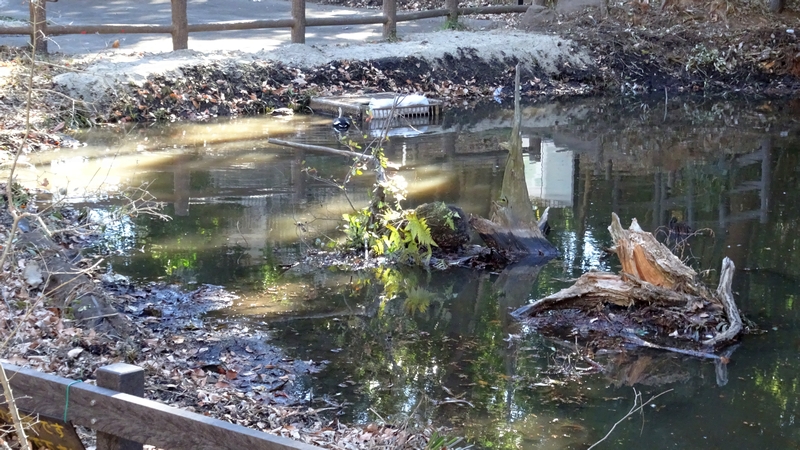 湧水池 横浜市旭区希望が丘水の森公園