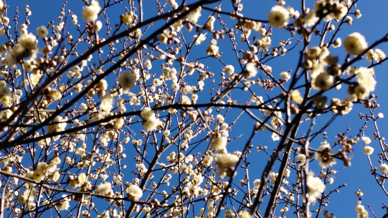 ウメの花 横浜市瀬谷区長屋門公園