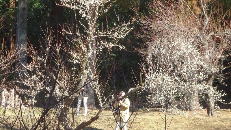 梅園 横浜市旭区大池町こども自然公園