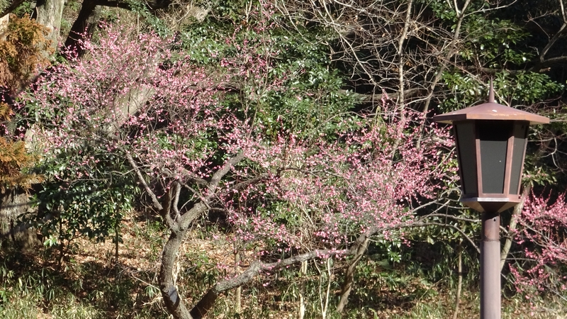 梅園 横浜市旭区大池町こども自然公園
