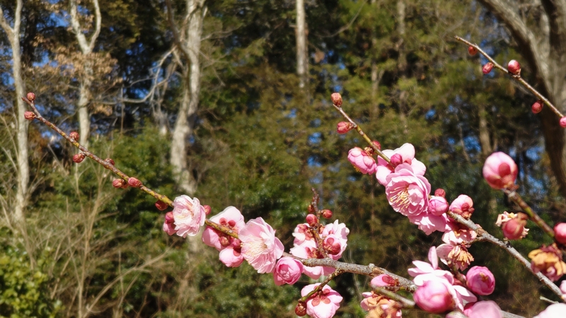 ウメの花（八重寒紅） 横浜市旭区大池町こども自然公園