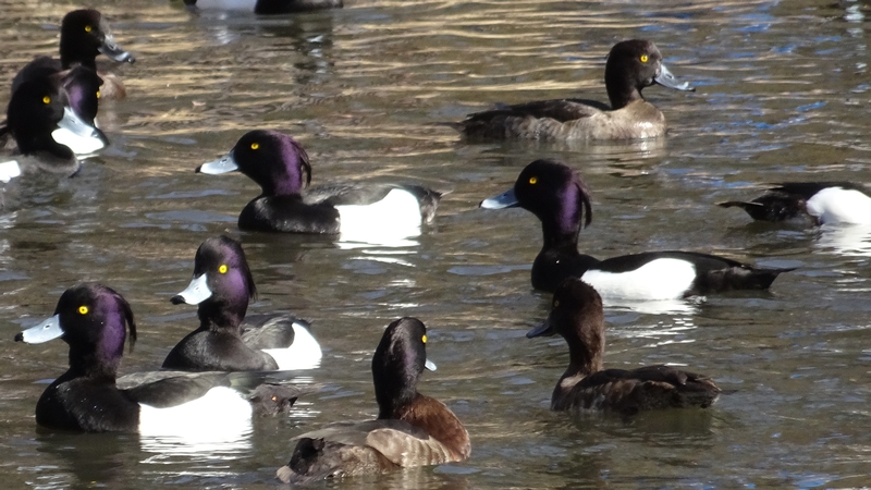 キンクロハジロ 横浜市旭区大池町こども自然公園
