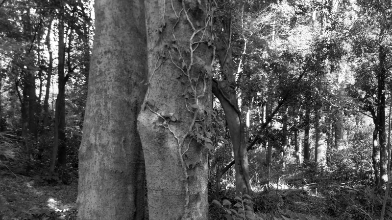 南本宿公園 横浜市旭区南本宿町南本宿公園