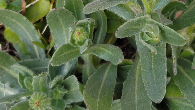 キンセンカの蕾 横浜市旭区今宿南町