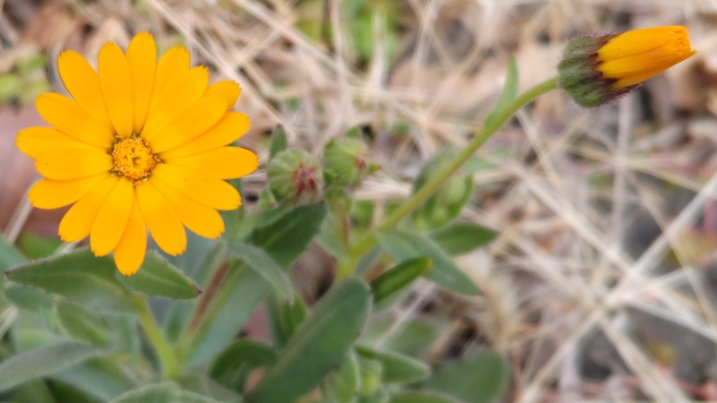 キンセンカの花 横浜市旭区今宿南町