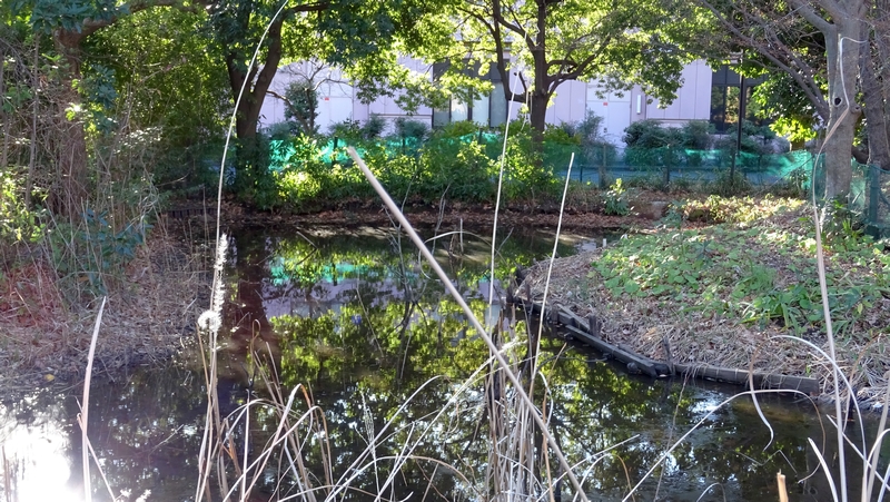 ビオトープ 川崎市幸区さいわいふるさと公園