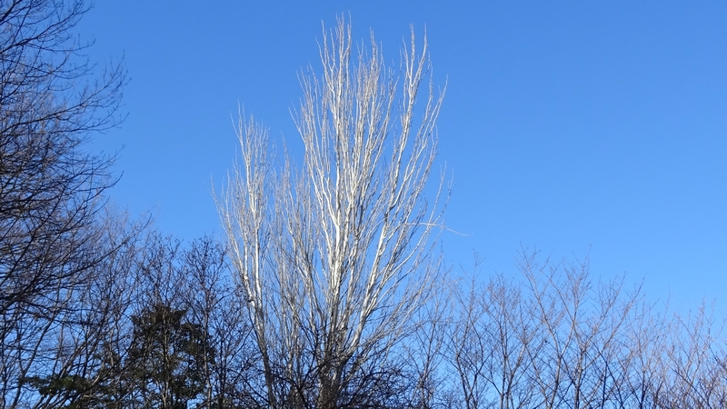 ポプラ 川崎市幸区さいわいふるさと公園