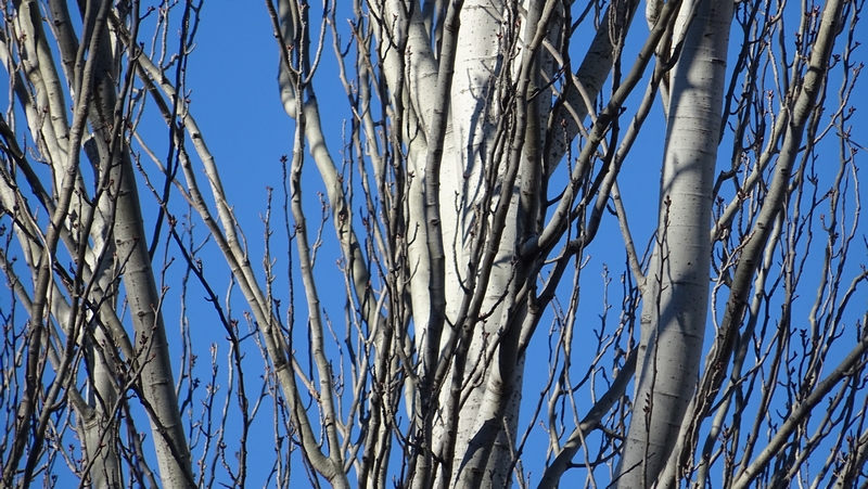 ポプラ 川崎市幸区さいわいふるさと公園
