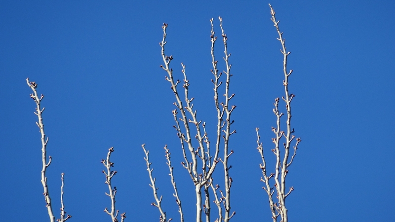 ポプラの冬芽 川崎市幸区さいわいふるさと公園
