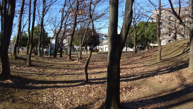 冬の朝 川崎市幸区さいわいふるさと公園