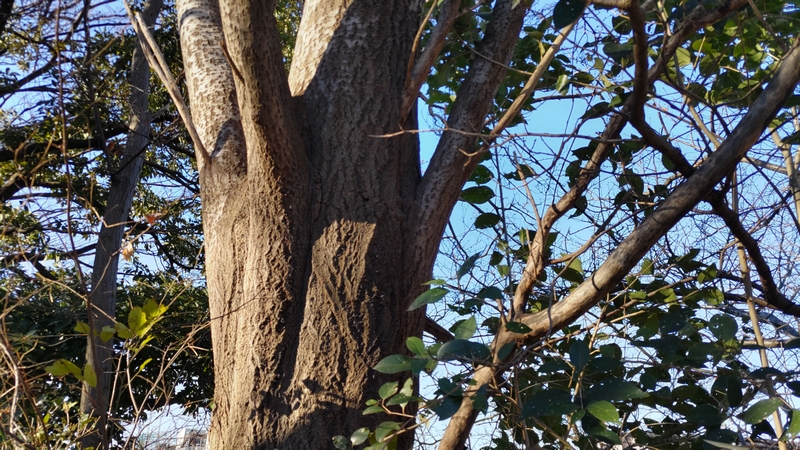 ポプラ 川崎市幸区さいわいふるさと公園