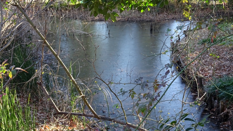 氷の張ったビオトープ 川崎市幸区さいわいふるさと公園