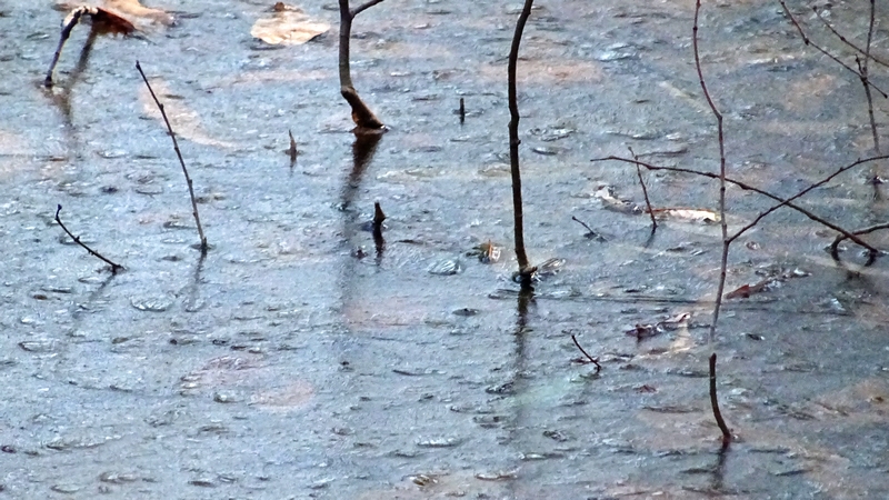 氷の張ったビオトープ 川崎市幸区さいわいふるさと公園