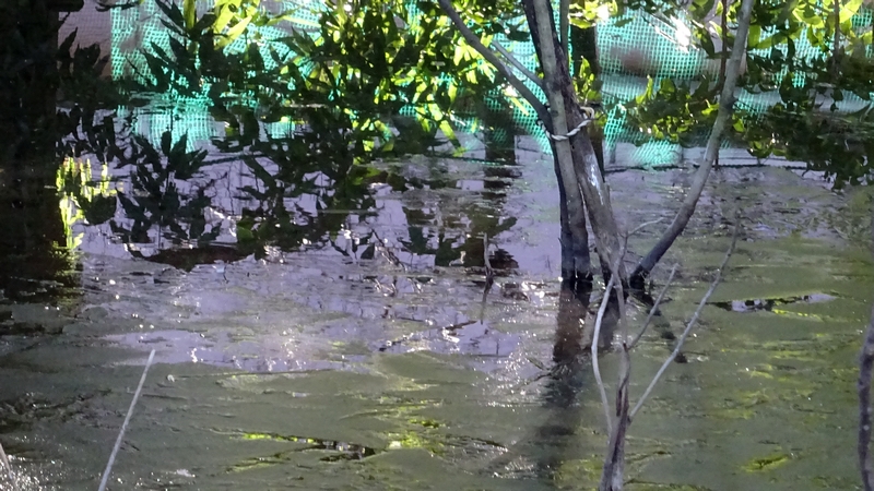 氷の張ったビオトープ 川崎市幸区さいわいふるさと公園