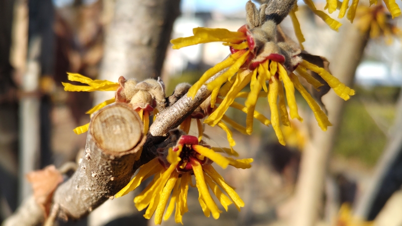 シナマンサクの花 川崎市幸区創造のもり