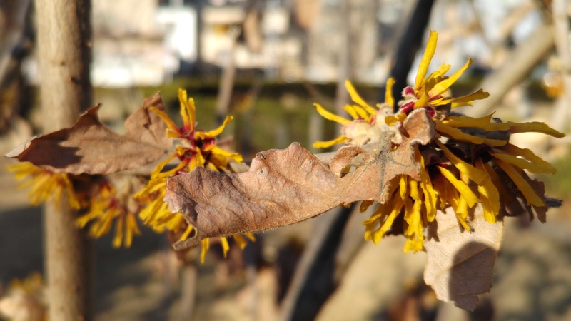シナマンサクの花 川崎市幸区創造のもり
