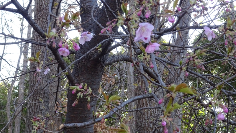 カワヅザクラの花 川崎市幸区さいわいふるさと公園