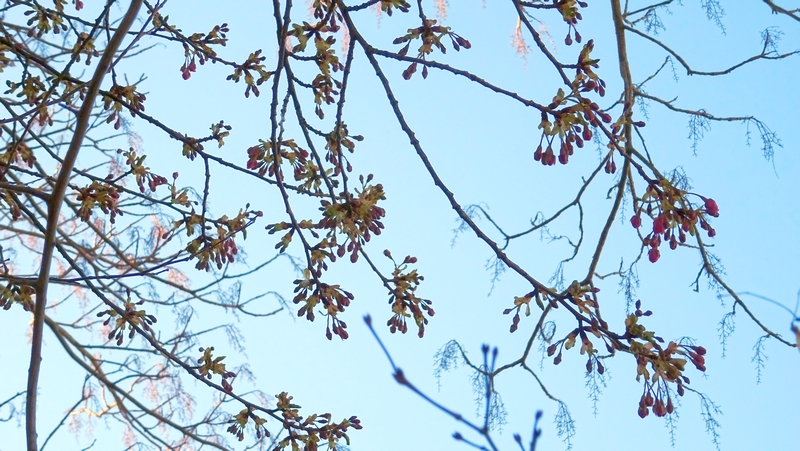 カワヅザクラの花 川崎市幸区さいわいふるさと公園