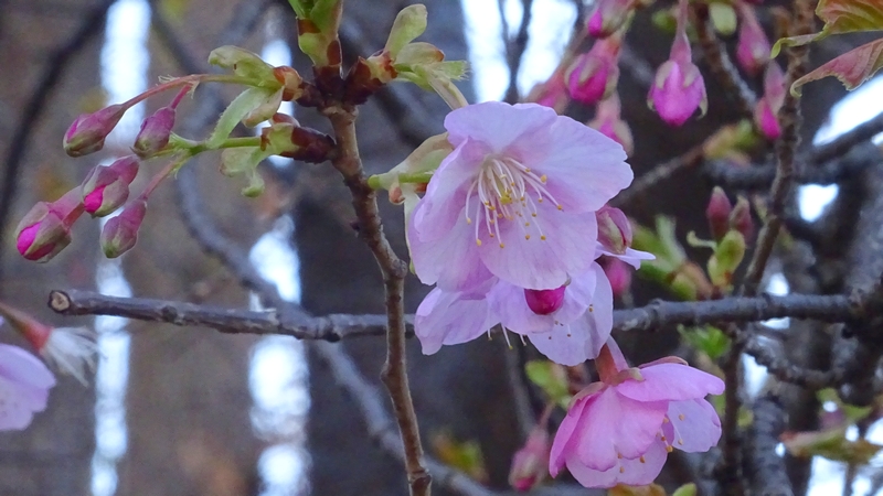 カワヅザクラの花 川崎市幸区さいわいふるさと公園