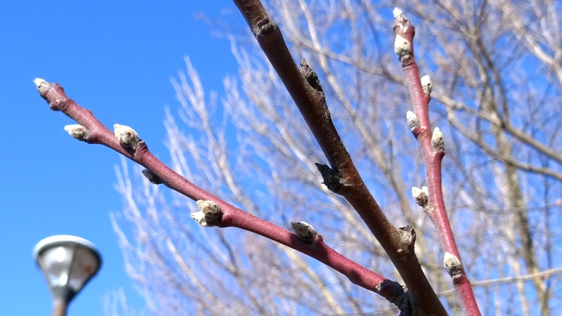 ハナモモの冬芽 横浜市旭区今宿南町